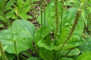 车前草加蜂蜜