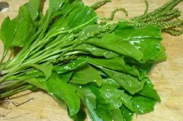 车前草根