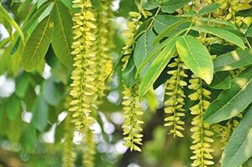 枫杨