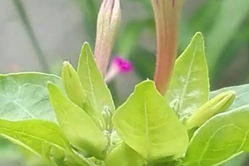 粉果花根