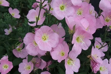粉花月见草