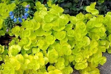 风寒草