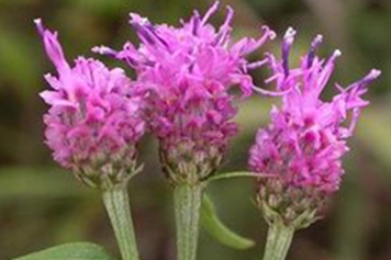 风毛菊