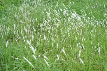 风茅草