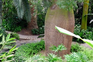 佛肚树