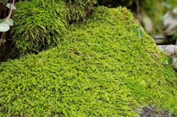 伏地草