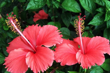 扶桑花