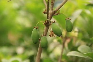 桂果