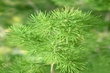 天冬草