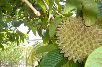 刺果番荔枝