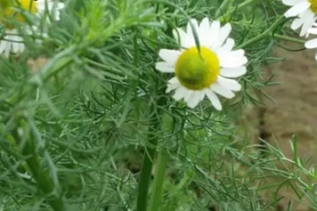 甘菊芽