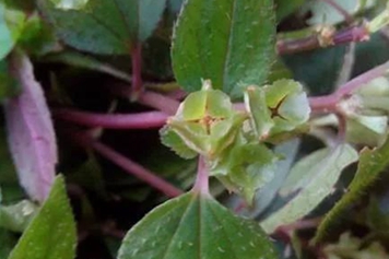 蜂斗草