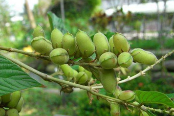 吊马桩
