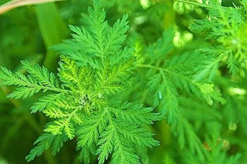 大青蒿