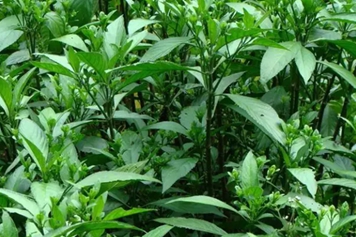 北风草