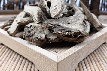 白饭树根