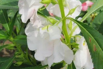 白凤仙花
