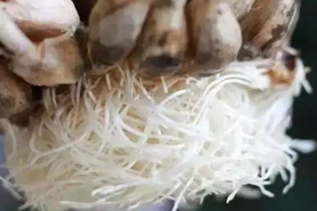 白根