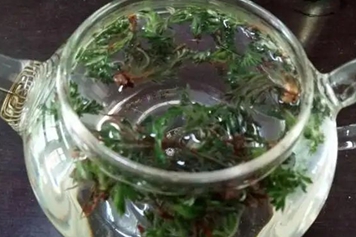 白蒿泡水