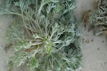 白蒿草药