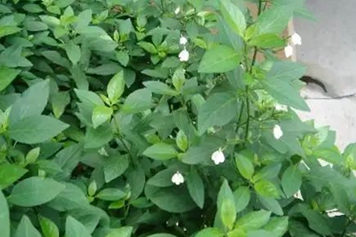 白鹤草