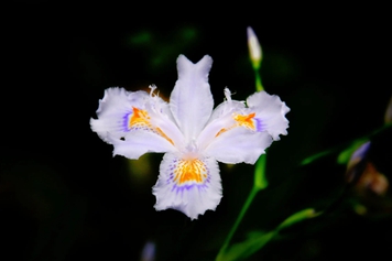 白蝴蝶花