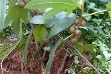 三指毛桃根