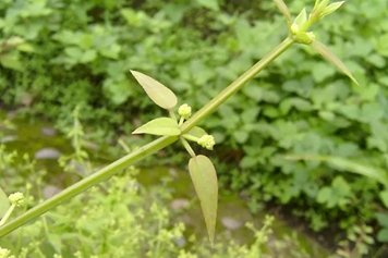四棱筋骨草