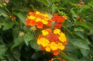 七星花