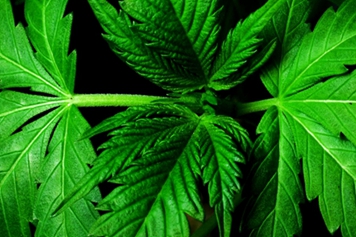 大叶艾草