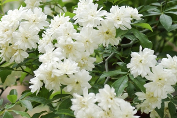 白花苗