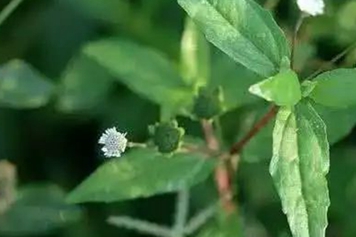 白花蟛蜞草