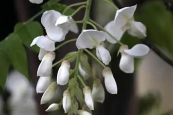 白花藤