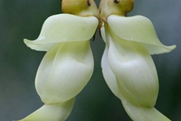 禾雀花