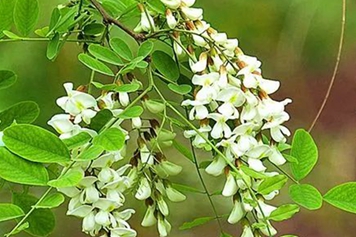 白槐花