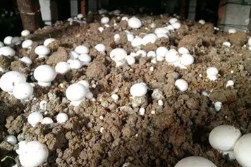 白菌