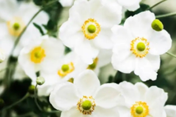 白葵花