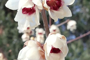 白腊梅花