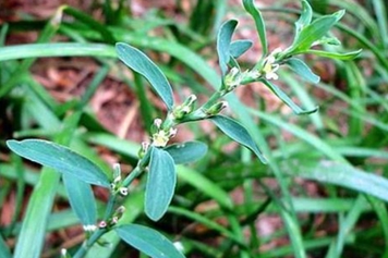 扁竹芽