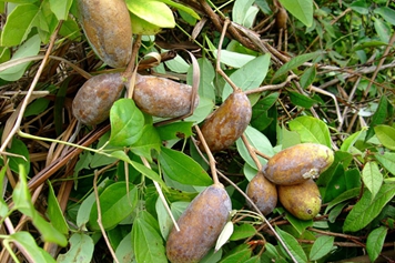 八月瓜藤和根