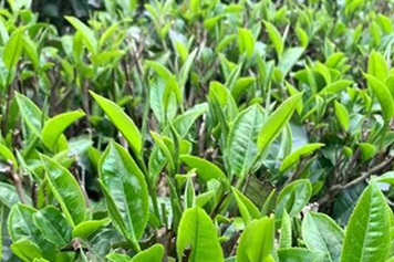 春分茶