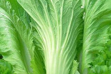 大叶青菜