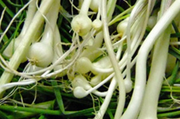 大脑瓜菜