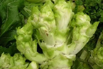 抱子芥