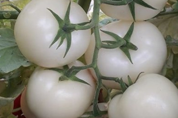 白番茄