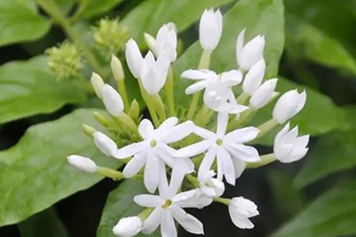 白花茶