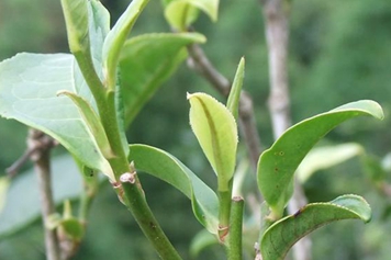 大树茶