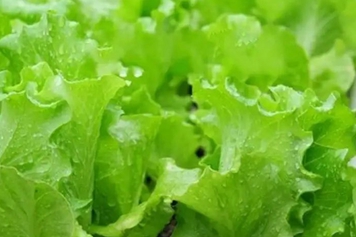 玻璃菜
