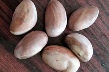 菠萝蜜果核仁