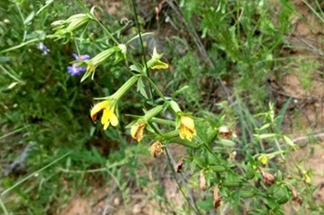 黄花茵陈